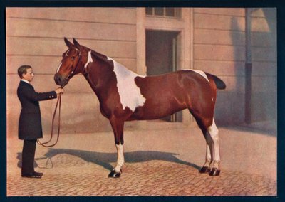 Zeiss Tessar lensi ile çekilmiş bir atın fotoğrafı, c1908 by Franz Kuhn
