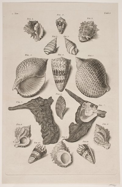 Konkylier med kurulu. Plaka 1. by Franz Michael Regenfus