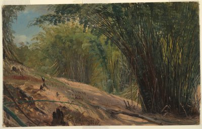 Çizim, Bambu Korusu, Jamaika, 1865 by Frederic Edwin Church