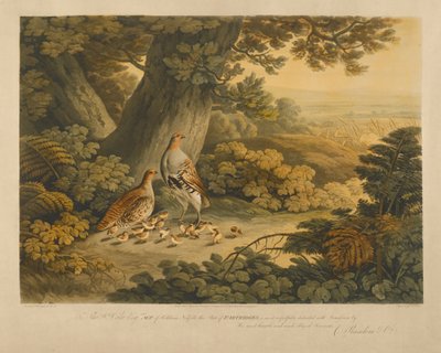 Keklikler (renkli gravür) by Frederick Christian Lewis