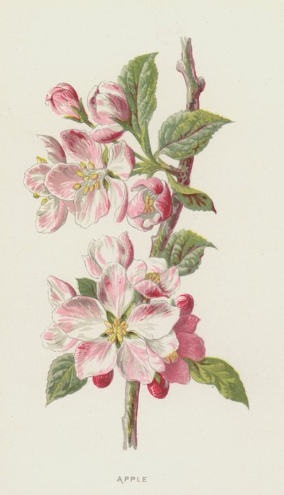 Elma (kromolito) by Frederick Edward Hulme