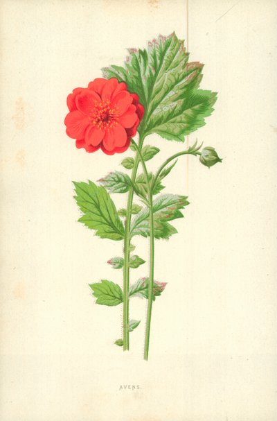 Avens by Frederick Edward Hulme