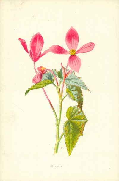 Begonya by Frederick Edward Hulme