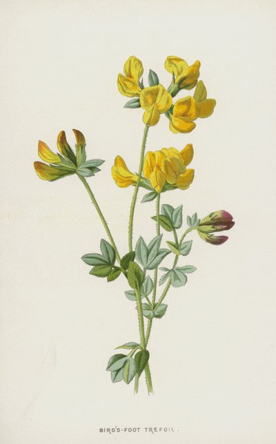 Kuşlar-Ayak Trefoil (chromolitho) by Frederick Edward Hulme
