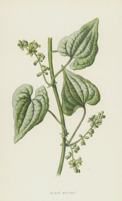 Siyah Bryony (kromolitho) by Frederick Edward Hulme