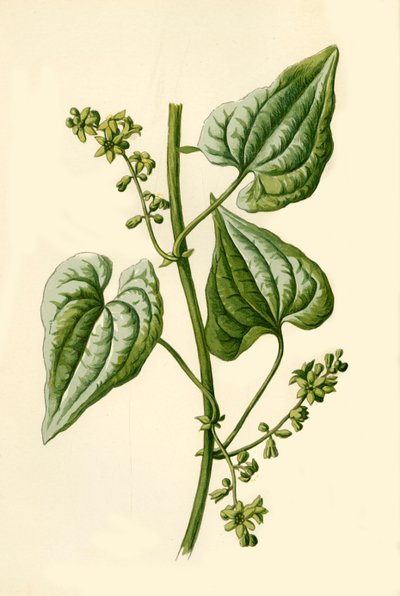 Kara Bryony, 1877. by Frederick Edward Hulme