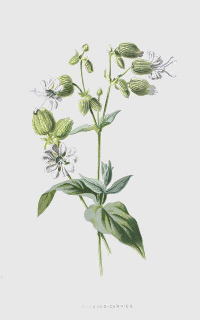 Mesane Kampı (chromolitho) by Frederick Edward Hulme