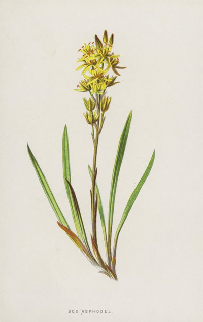 Bataklık Asphodel (kromolitho) by Frederick Edward Hulme