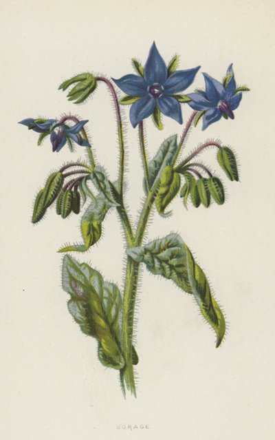 Hodan (kromolito) by Frederick Edward Hulme
