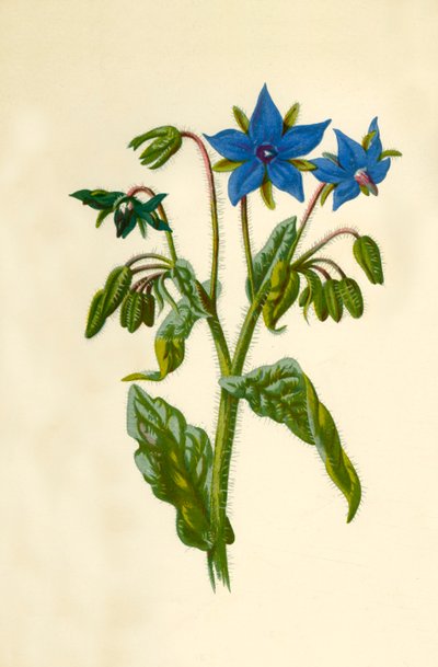 Borage, 1877. by Frederick Edward Hulme