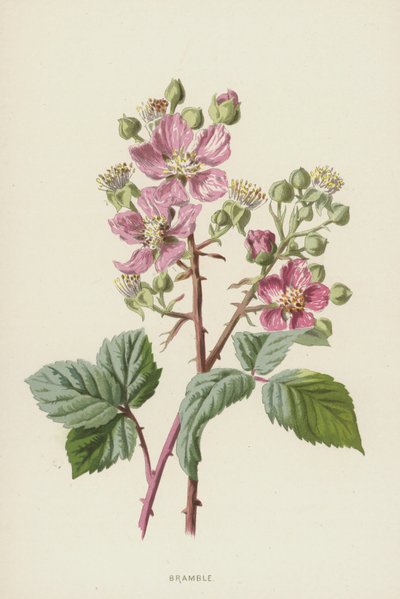 Bramble (kromolito) by Frederick Edward Hulme