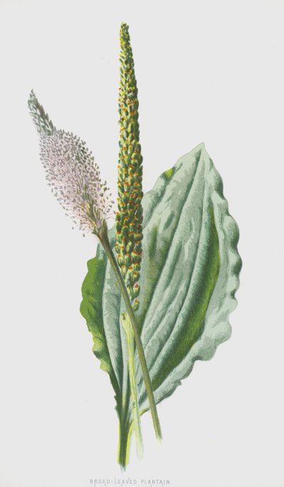 Geniş Yapraklı Muz (chromolitho) by Frederick Edward Hulme