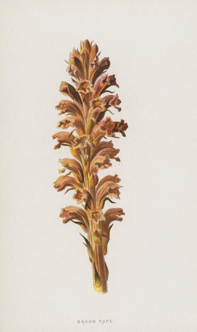 Süpürge Tecavüz (chromolitho) by Frederick Edward Hulme