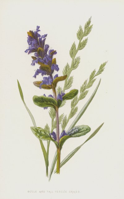 Borazan ve Uzun Çayır Otu (chromolitho) by Frederick Edward Hulme