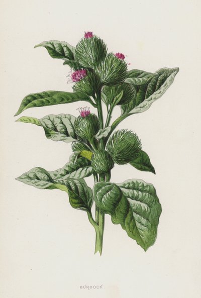 Dulavratotu (kromolitho) by Frederick Edward Hulme