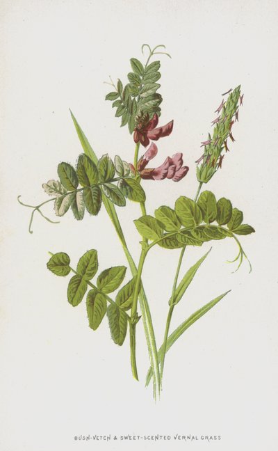 Çalı-Fiğ ve Tatlı Kokulu İlkbahar Otu (chromolitho) by Frederick Edward Hulme