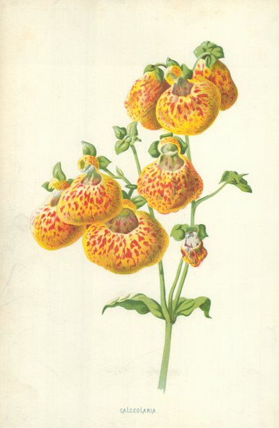 Çanta çiçeği by Frederick Edward Hulme