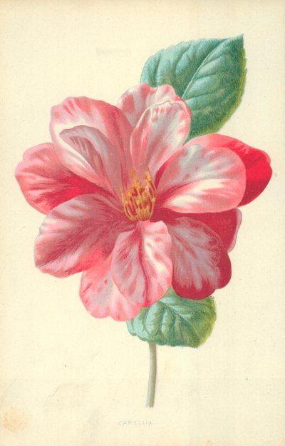 Kamelya by Frederick Edward Hulme