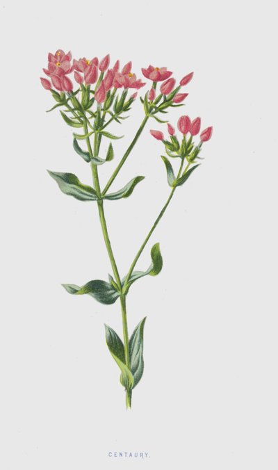 Kantaron (kromolitho) by Frederick Edward Hulme