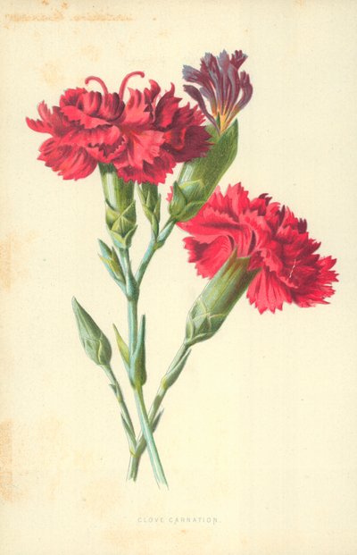 karanfil karanfil by Frederick Edward Hulme