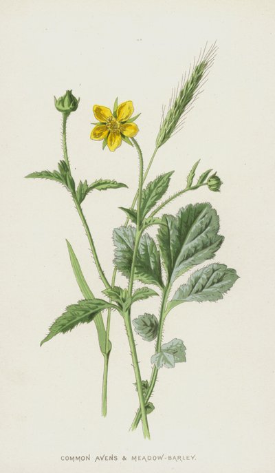 Avens ve Çayır-Arpa (chromolitho) by Frederick Edward Hulme