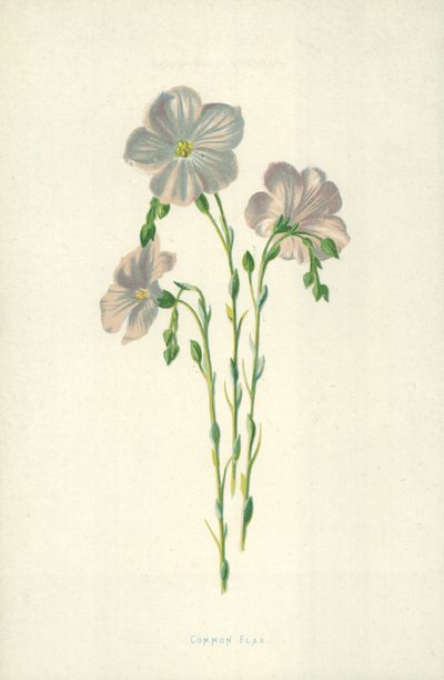 Ortak Keten by Frederick Edward Hulme