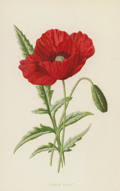 Adi Haşhaş (chromolitho) by Frederick Edward Hulme
