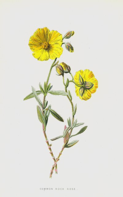 Adi Kaya Gülü (chromolitho) by Frederick Edward Hulme