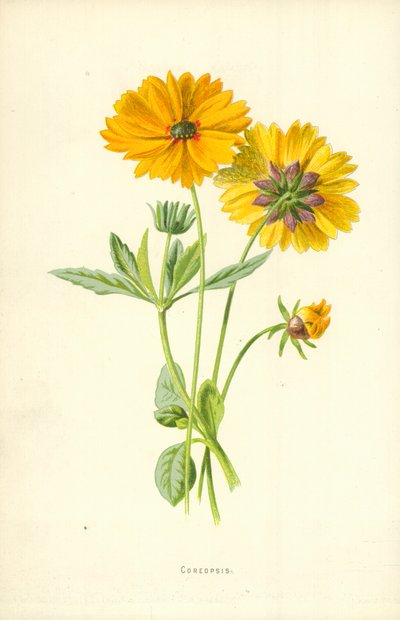 Otsu süs bitkisi by Frederick Edward Hulme
