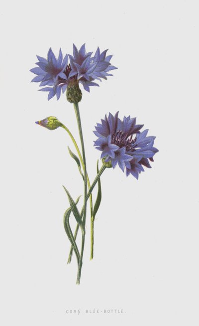 Mısır Mavi-Şişe (chromolitho) by Frederick Edward Hulme