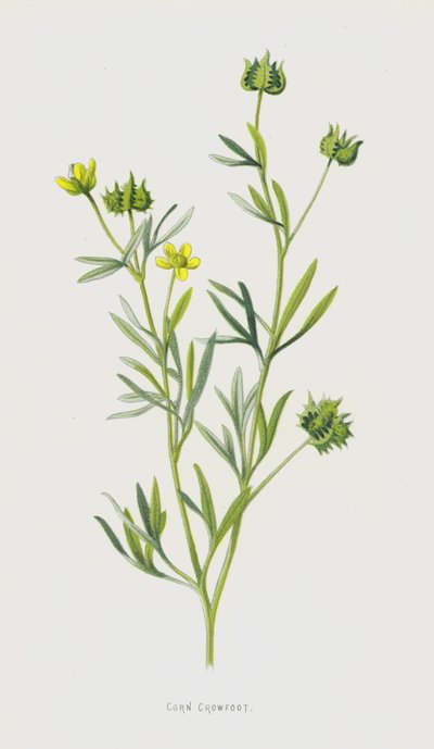 Mısır Crowfoot (chromolitho) by Frederick Edward Hulme