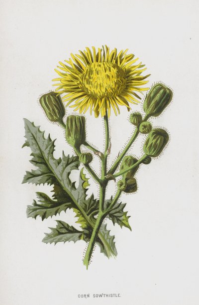 Mısır Sowthistle (chromolitho) by Frederick Edward Hulme