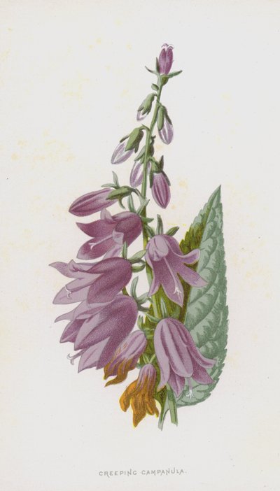Sürünen Campanula (chromolitho) by Frederick Edward Hulme