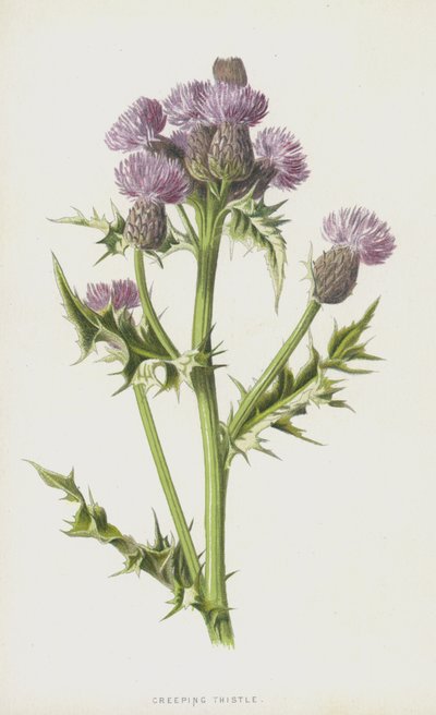 Sürünen Devedikeni (chromolitho) by Frederick Edward Hulme