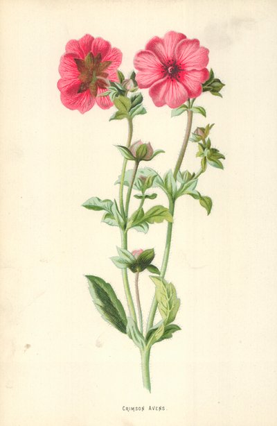 Kızıl Avens by Frederick Edward Hulme