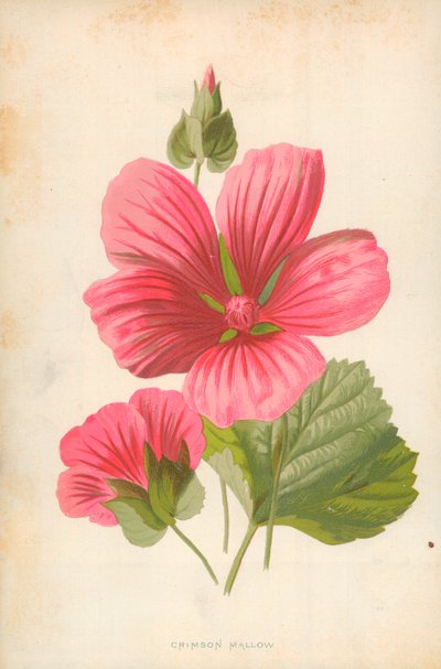 kızıl ebegümeci by Frederick Edward Hulme