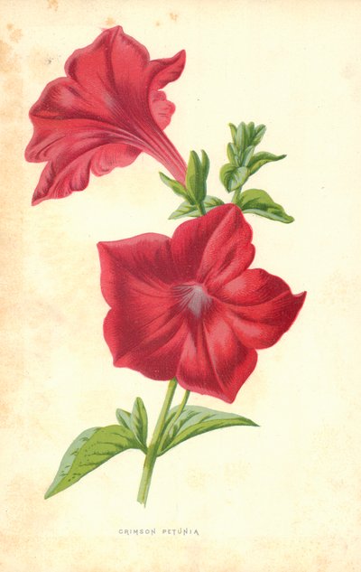 Kızıl Petunya by Frederick Edward Hulme