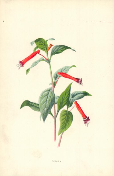 Kupa by Frederick Edward Hulme