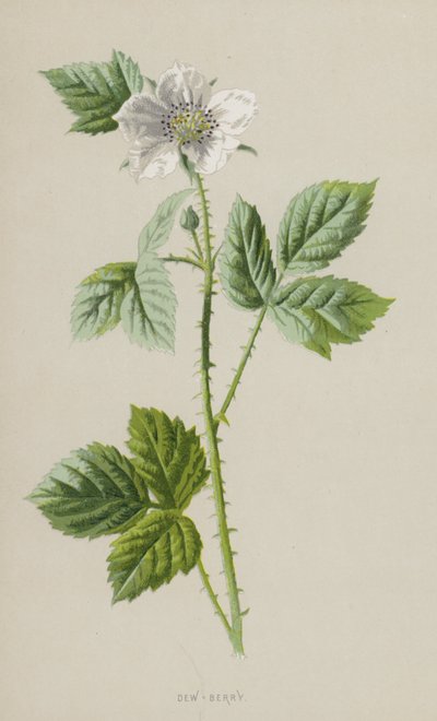 Çiy-Berry (chromolitho) by Frederick Edward Hulme