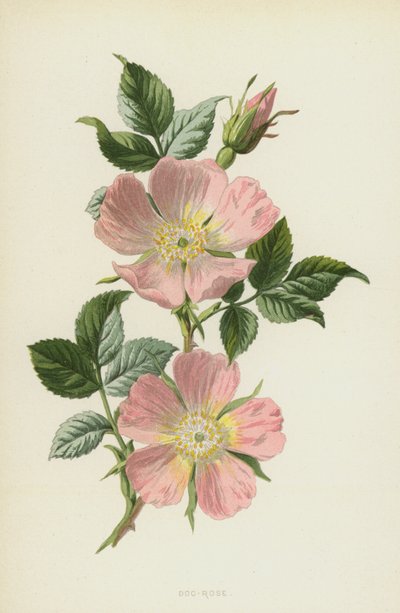 Köpek-Gül (chromolitho) by Frederick Edward Hulme