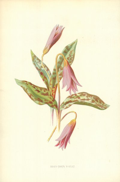 Köpeğin Dişi Menekşe by Frederick Edward Hulme