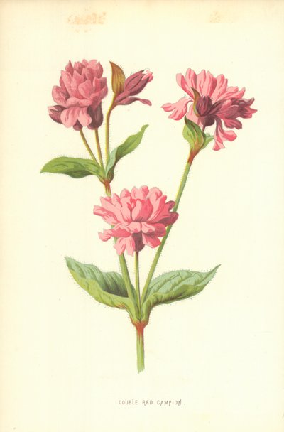 Çift Kırmızı Kamp by Frederick Edward Hulme