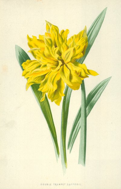 Çift Trompet Nergis by Frederick Edward Hulme