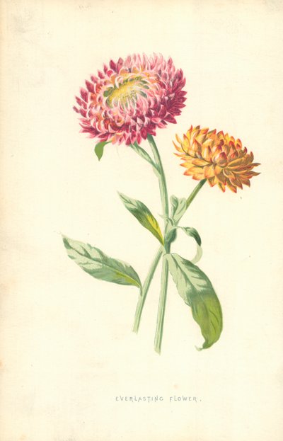 Kurutulabilen çiçek by Frederick Edward Hulme