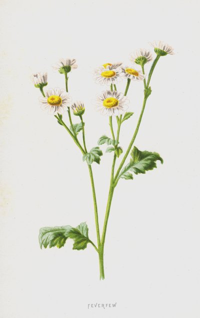 Feverfew (kromolito) by Frederick Edward Hulme