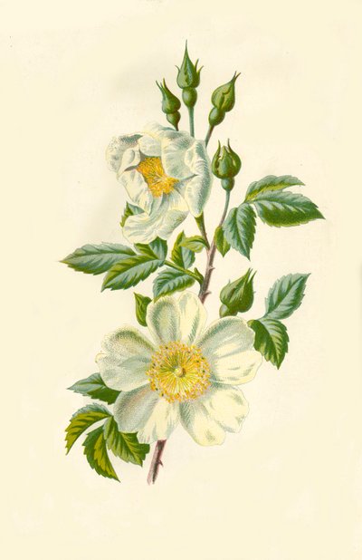 Tarla Gülü, 1877. by Frederick Edward Hulme
