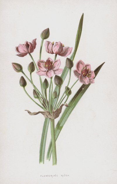 Çiçekli Rush (chromolitho) by Frederick Edward Hulme