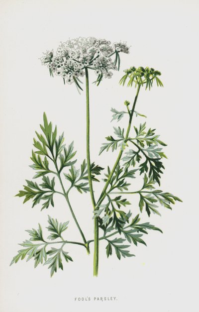 Aptallar Maydanoz (chromolitho) by Frederick Edward Hulme