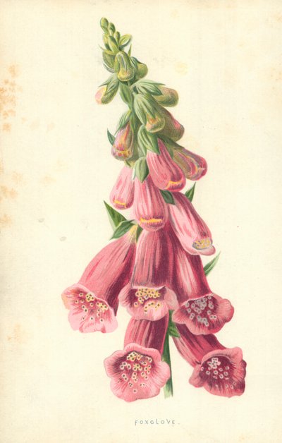 tilki karanfil by Frederick Edward Hulme