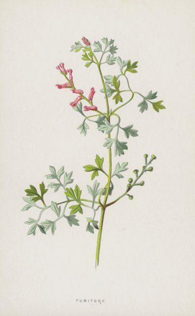 Fumitory (kromolitho) by Frederick Edward Hulme